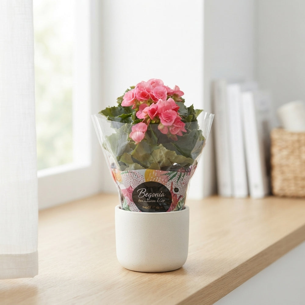 Mixed Double-Flowered Begonia (Begonia Elatior Group) – 9cm Pot