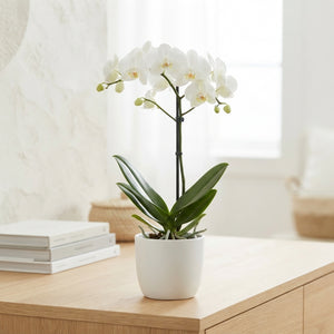 White Phalaenopsis Orchid – 12cm Pot, 55cm Tall