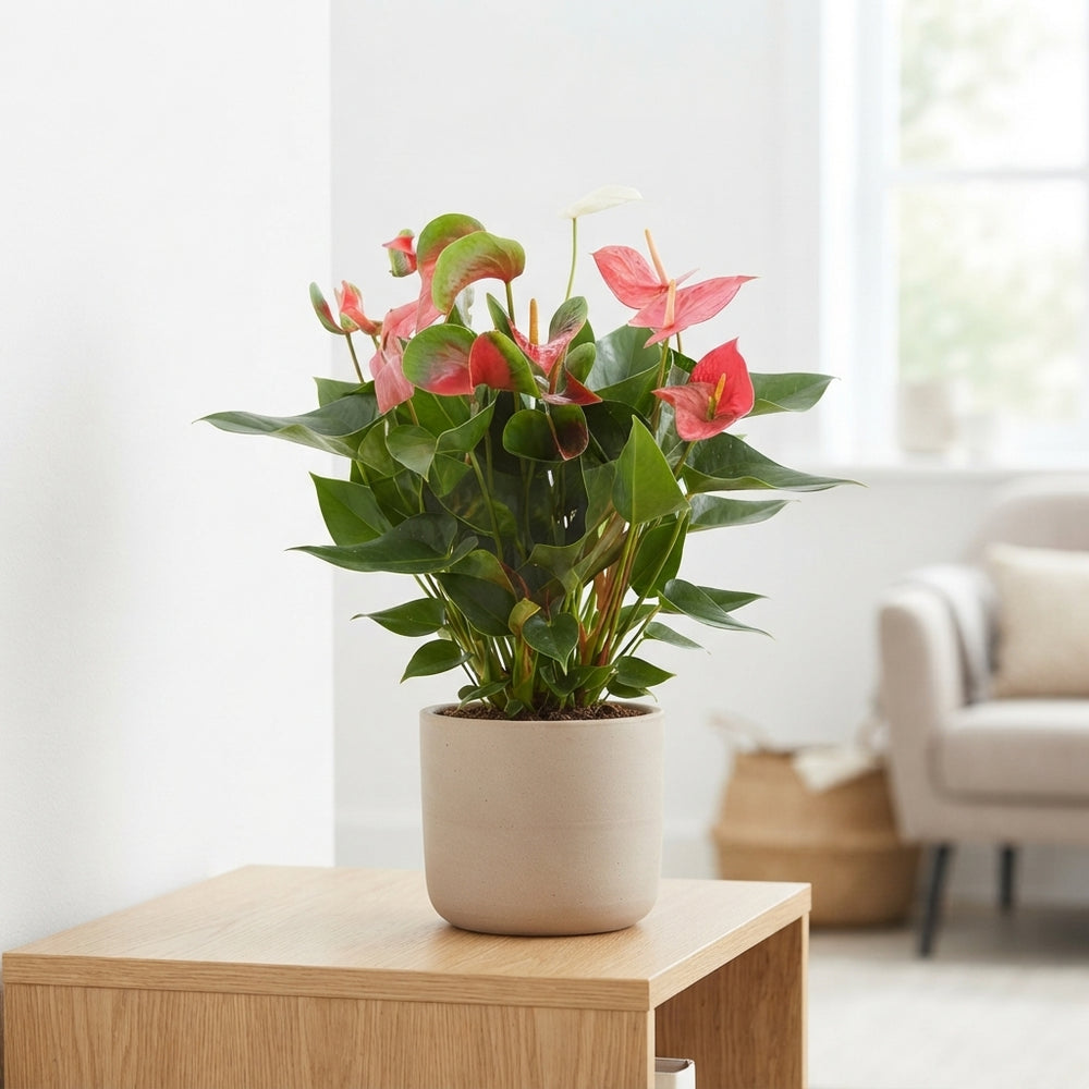 Mixed Anthurium Houseplant – 17cm Pot, 65cm High