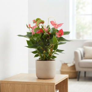 Mixed Anthurium Houseplant – 17cm Pot, 65cm High