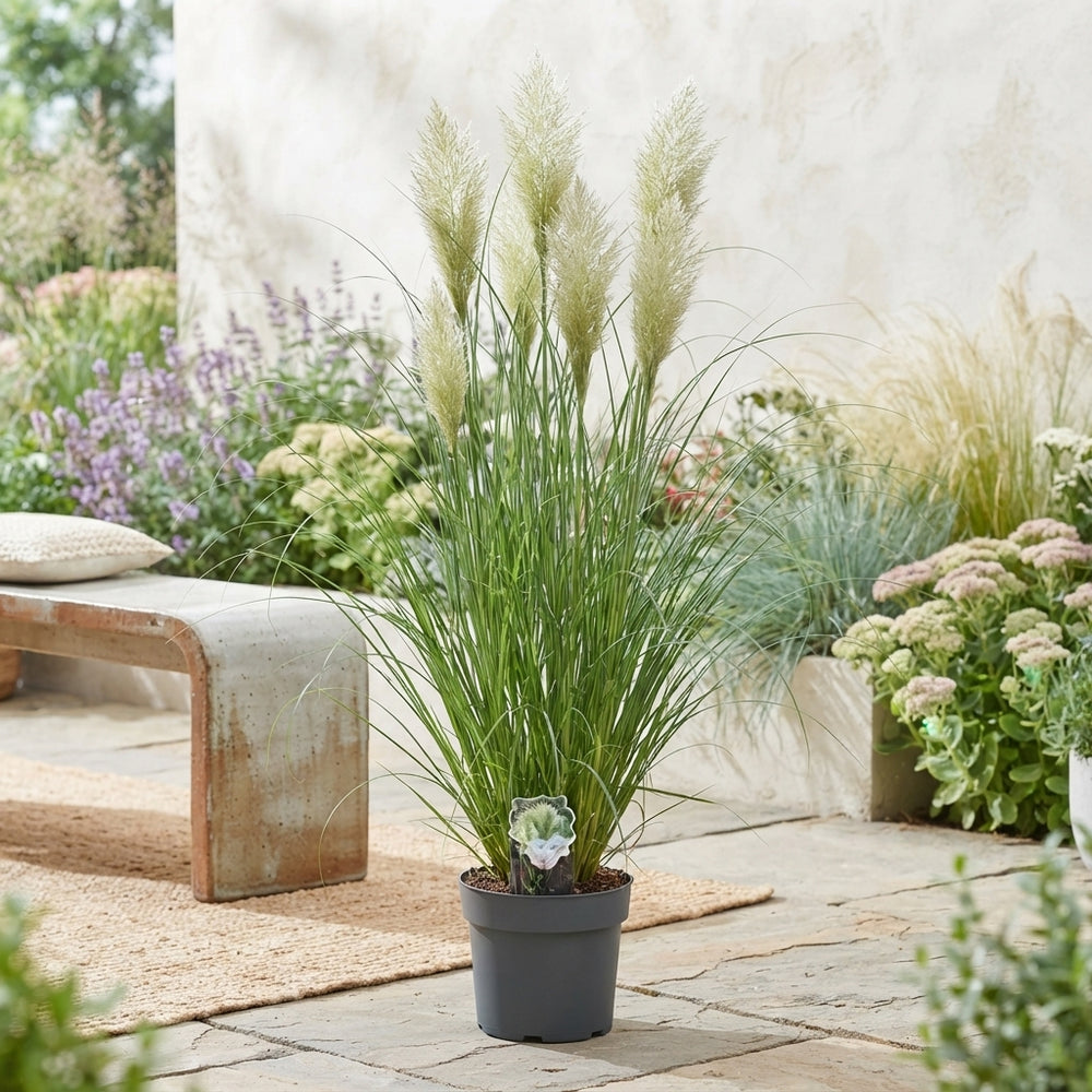 Pampas Grass ‘Pumila’ – 29cm Pot, 150cm Tall