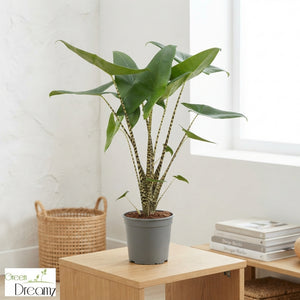 Alocasia Zebrina – 21cm Pot, Approx. 95cm High