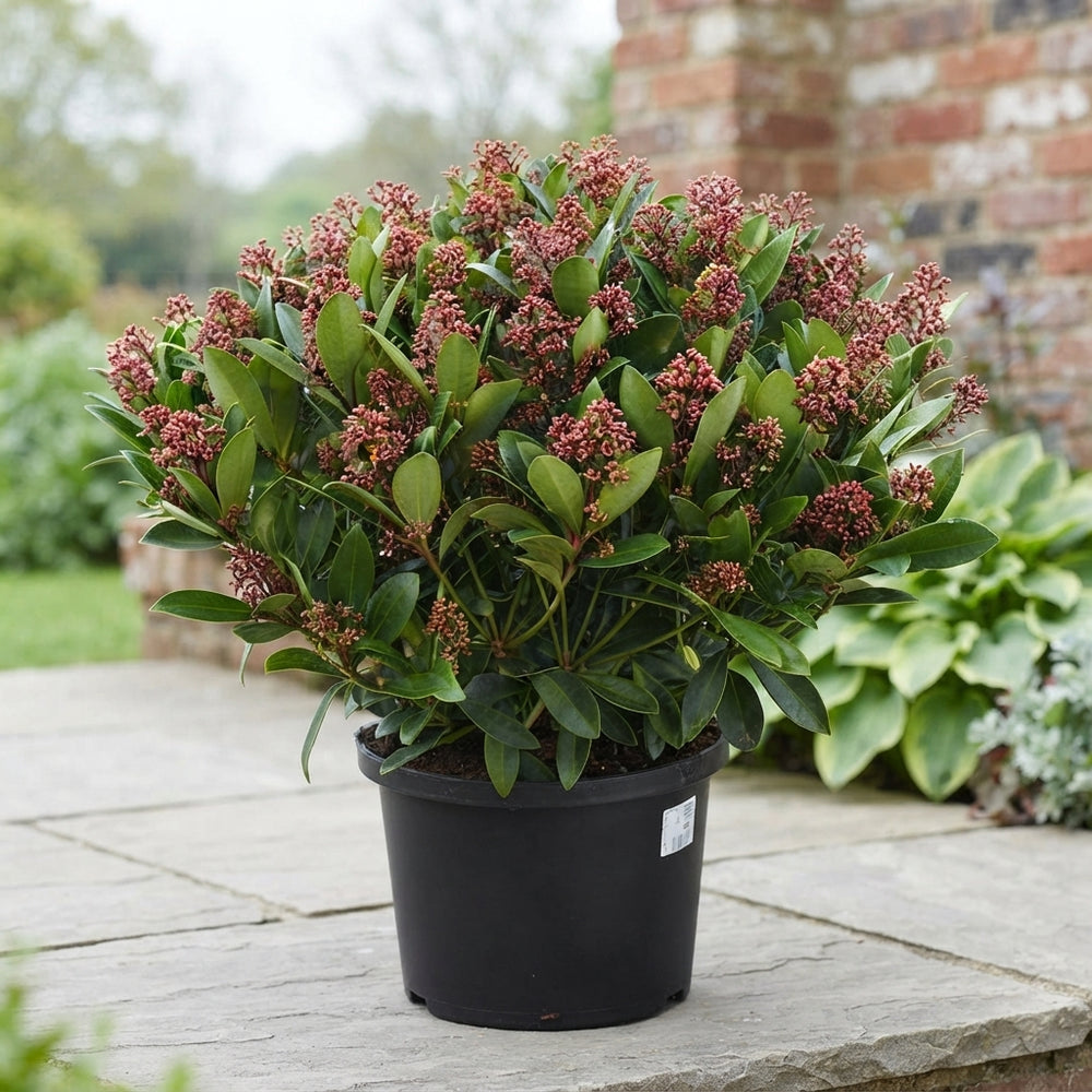 Skimmia japonica 'Rubella' – 32cm Pot, 70cm Height