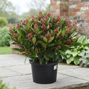 Skimmia japonica 'Rubella' – 32cm Pot, 70cm Height