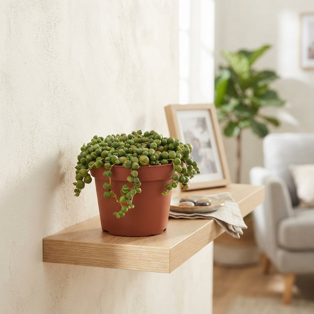 String of Pearls (Senecio rowleyanus) – 11cm Pot