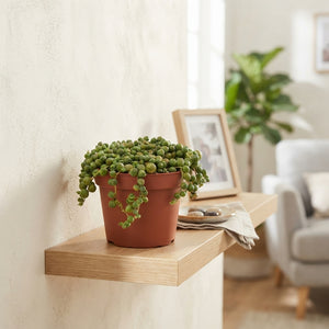 String of Pearls (Senecio rowleyanus) – 11cm Pot