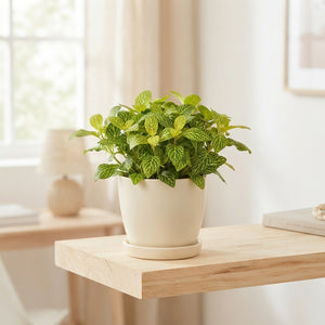 Fittonia ‘Mosaic Lemon’ – 8.5cm Pot