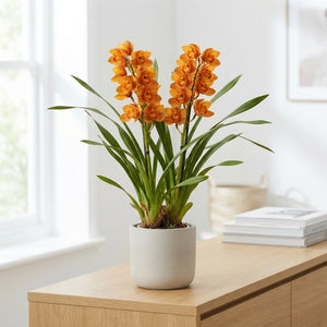 Orange Cymbidium Orchid – 14cm Pot, 70cm High