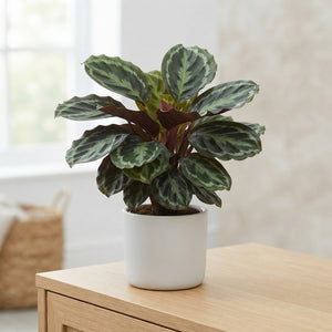 Calathea Medallion – 12cm Pot, Approx. 55cm