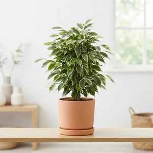 Ficus ‘Anastasia’ (Ficus benjamina) – 14cm Pot