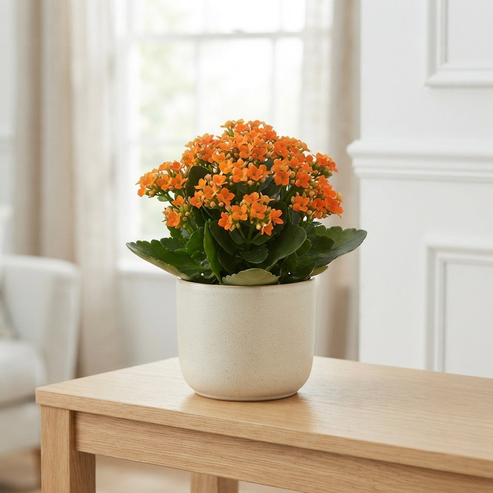 Mixed Colour Arrangement in XL Zigzag Bowl