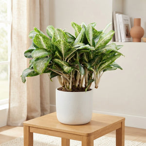 Aglaonema 'Anouk' – 17cm Pot, Approx. 65cm High