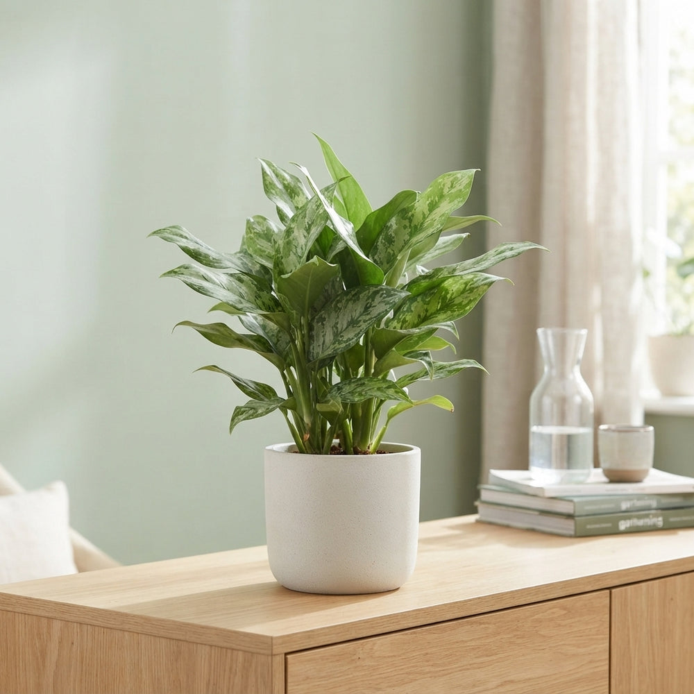 Aglaonema ‘Green Princess’ – 17cm Pot, 60cm High