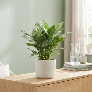 Aglaonema ‘Green Princess’ – 17cm Pot, 60cm High