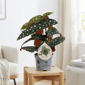 Polka Dot Begonia (Begonia maculata) – 12cm Pot