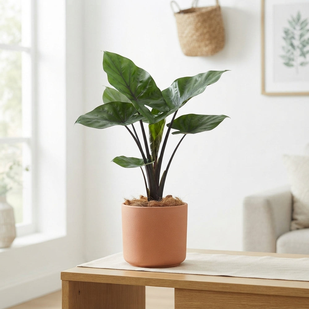 Alocasia Black Cobra – 17cm Pot, 62cm High