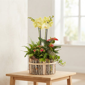 Mixed Colour Phalaenopsis Orchid Arrangement in Oval Wooden Pot