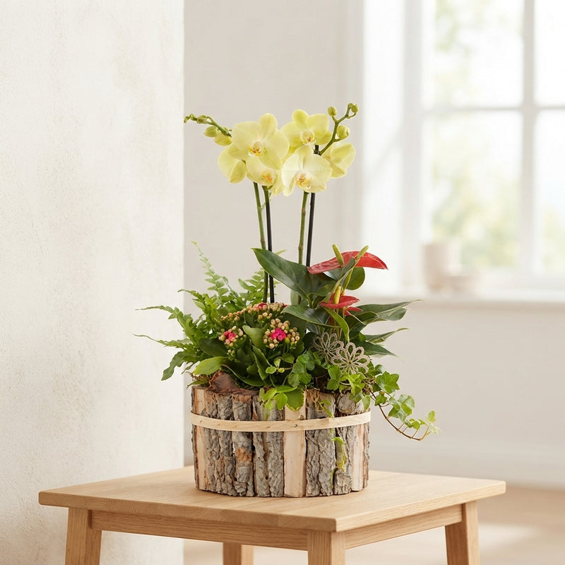 Mixed Colour Phalaenopsis Orchid Arrangement in Oval Wooden Pot
