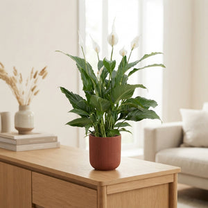 White Peace Lily (Spathiphyllum) – 13cm Pot