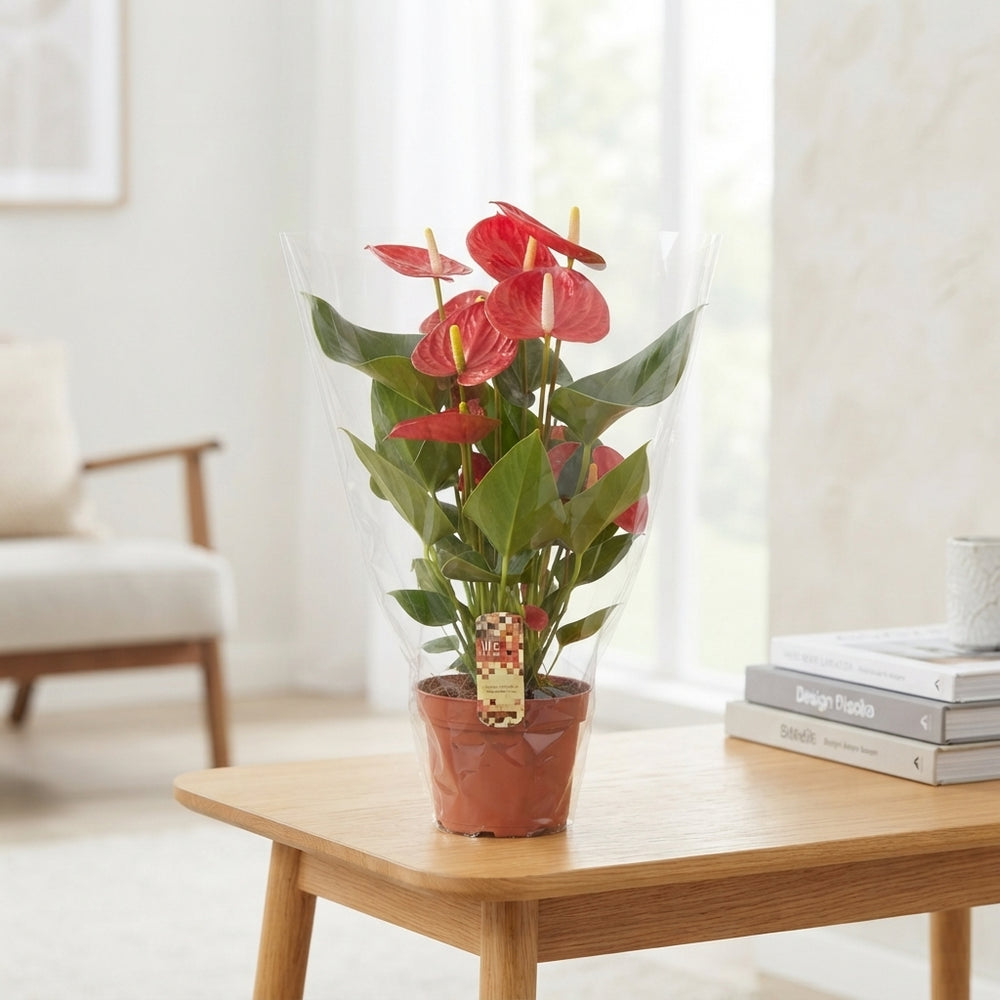 Anthurium Flowering Houseplant – 17cm Pot