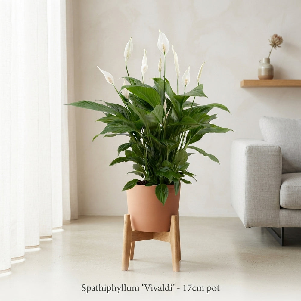 Peace Lily ‘Vivaldi’ (Spathiphyllum) – 17cm Pot