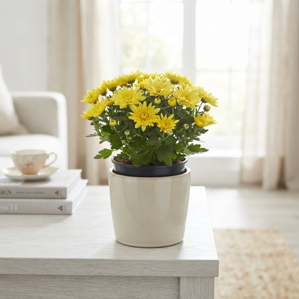 Yellow Chrysanthemum 'Homerun' – 14cm Pot