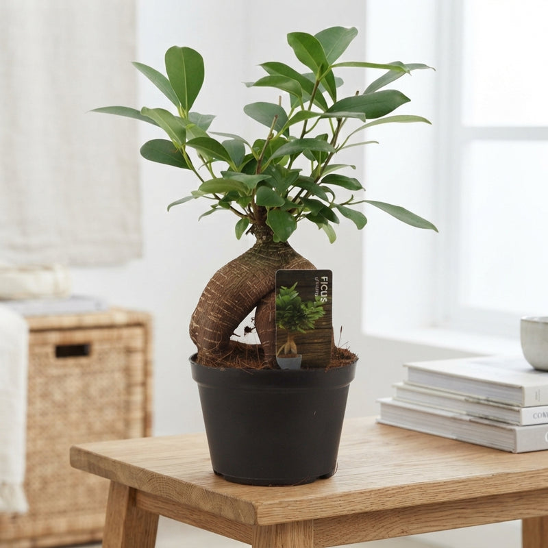 Ficus Ginseng Bonsai – 12cm Pot, 30cm Height