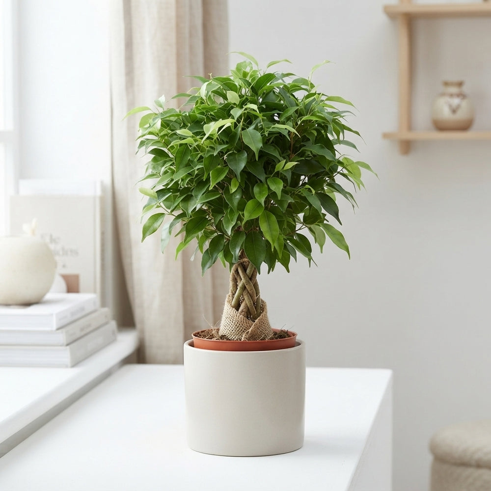 Ficus Benjamina ‘Natasja’ – 12cm Pot