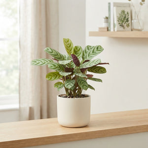 Ctenanthe burle-marxii Prayer Plant – 12cm Pot
