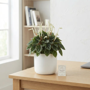 Peperomia Caperata ‘Lilian’ – 12cm Pot