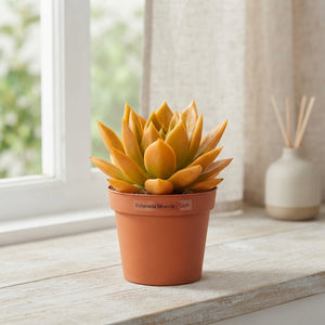Orange Echeveria Succulent – 8.5cm Pot