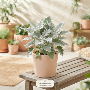 Silver Ragwort (Jacobaea maritima) – 12cm Pot