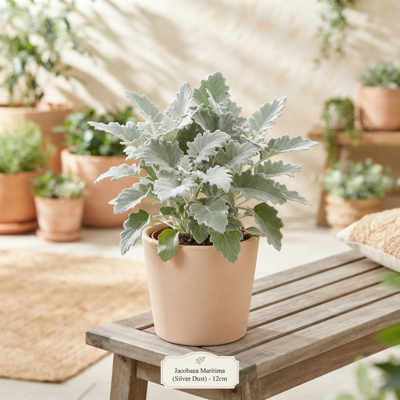 Silver Ragwort (Jacobaea maritima) – 12cm Pot