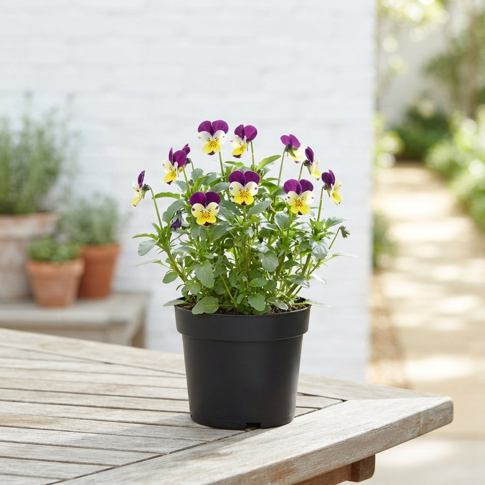White Viola Cornuta – 17cm Pot