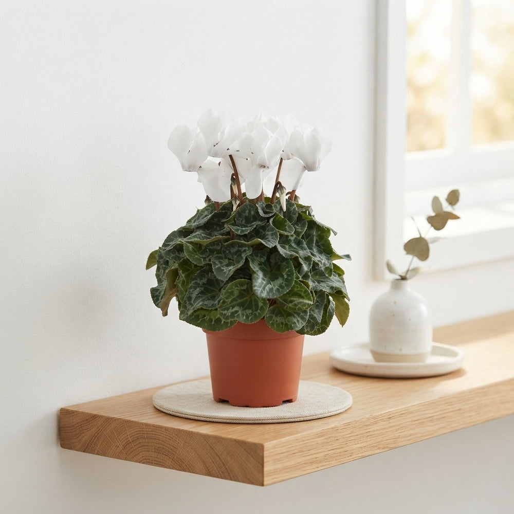White Cyclamen persicum ‘Allure’ – 10.5cm Pot