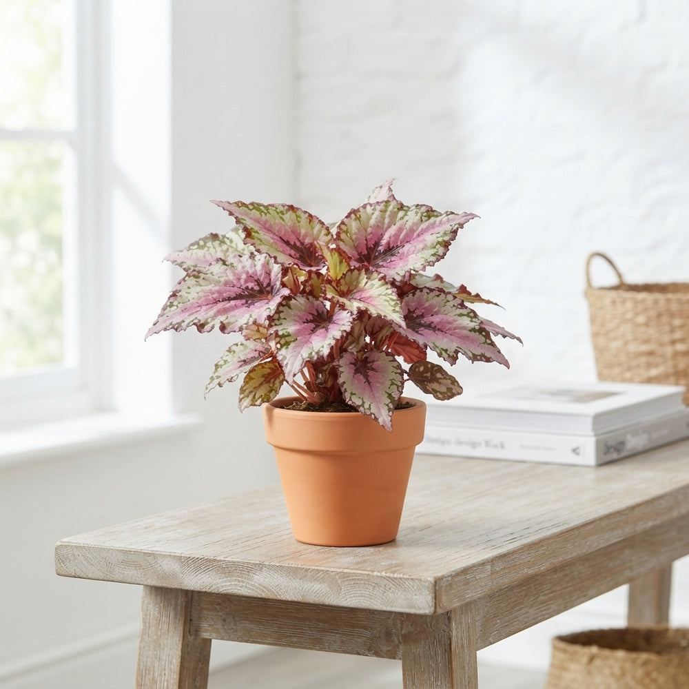 Rex Begonia – 6cm Pot