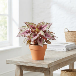 Rex Begonia – 6cm Pot