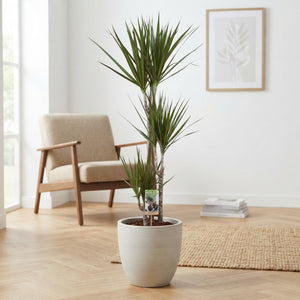 Dragon Tree (Dracaena marginata) – 21cm Pot, 110cm