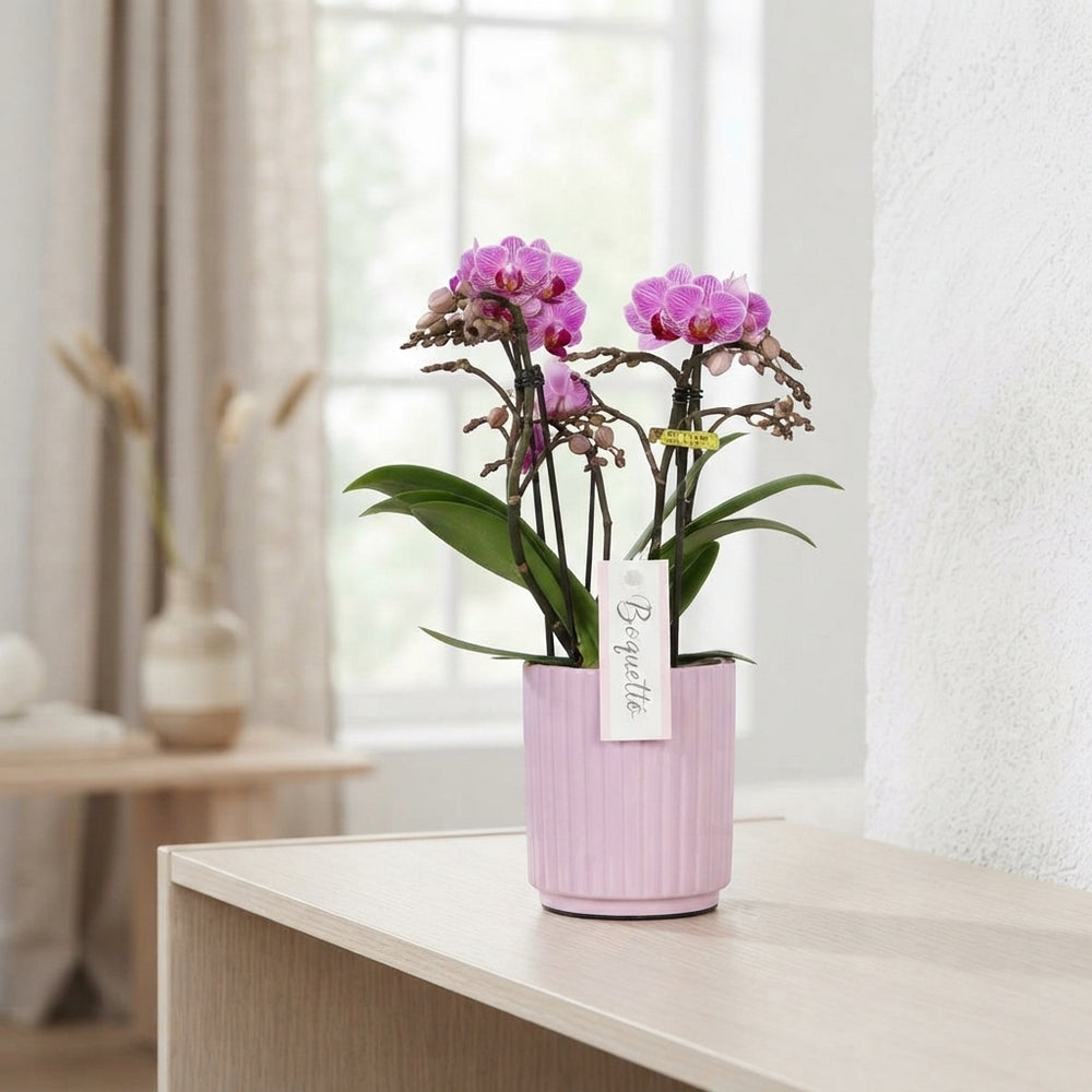 Mixed Pastel Phalaenopsis Orchid – 12cm Pot