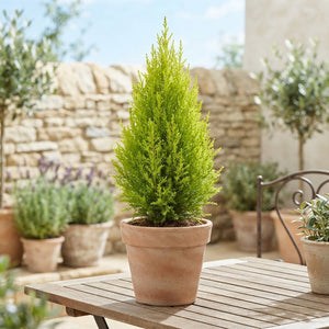 Goldcrest Lemon Cypress (Cupressus macrocarpa) – 13cm Pot