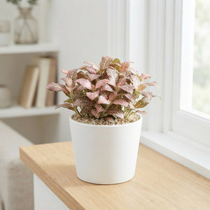 Pink Star Fittonia Nerve Plant – 8.5cm Pot