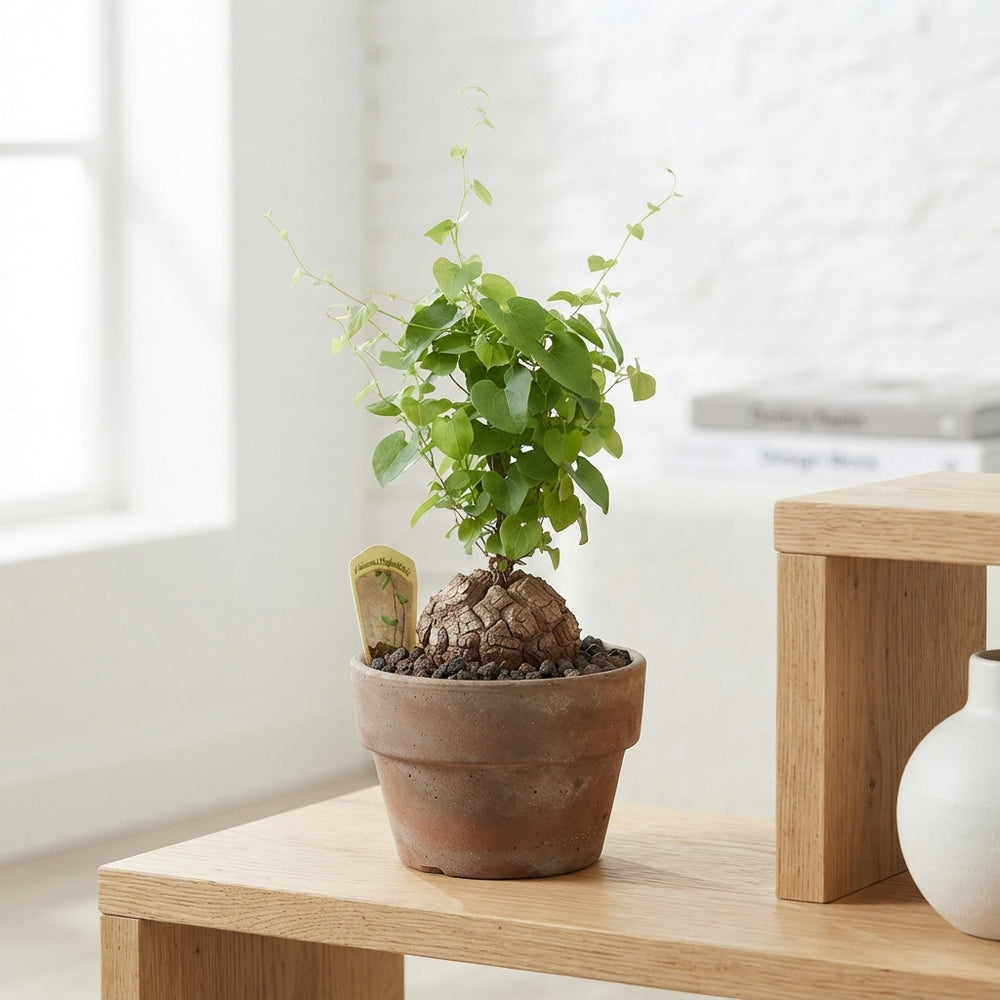 Elephant’s Foot Plant (Dioscorea elephantipes) – 15cm Pot