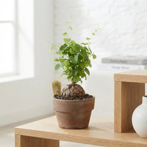 Elephant’s Foot Plant (Dioscorea elephantipes) – 15cm Pot