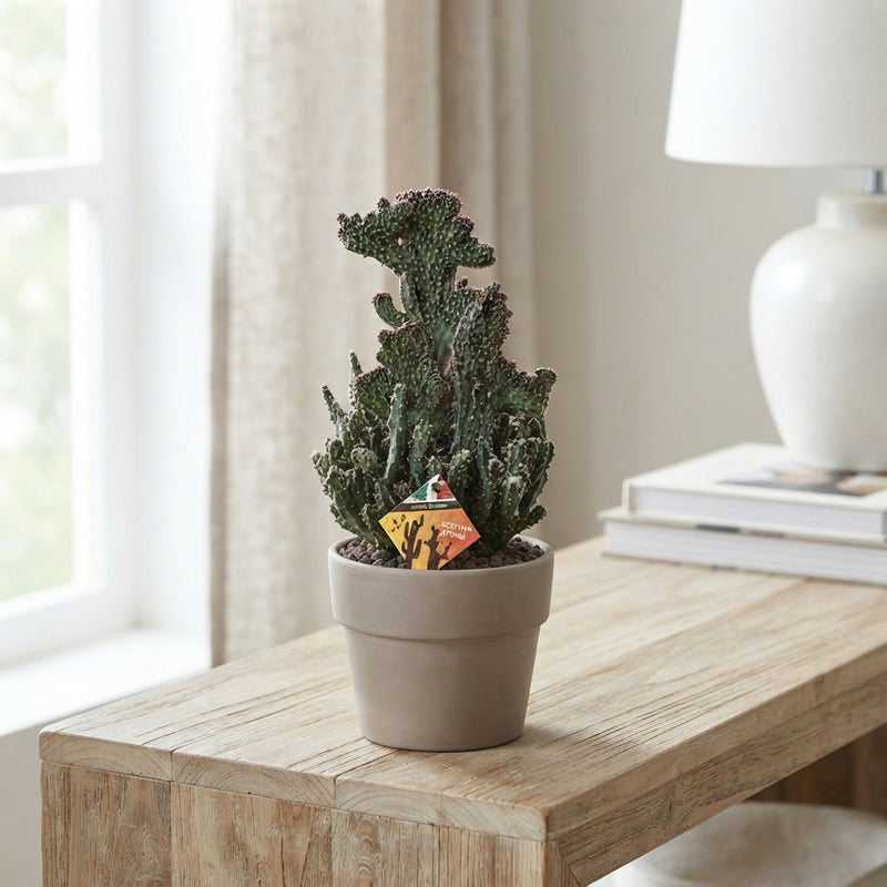 Mixed Cactus Collection – 15cm Ceramic Pot