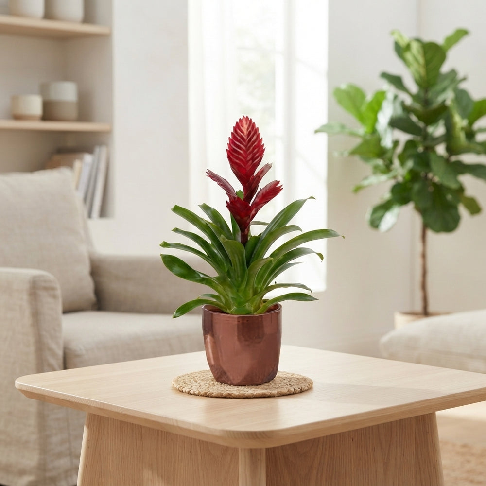 Mixed Bromeliad in Ceramic Pot – 12cm Pot