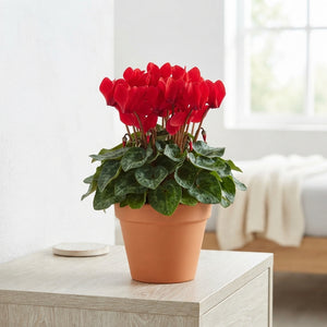 Large-Flowered Cyclamen persicum – 17cm Pot