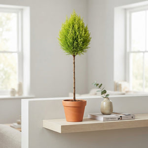 Goldcrest Cypress (Cupressus macrocarpa) – 14cm Pot