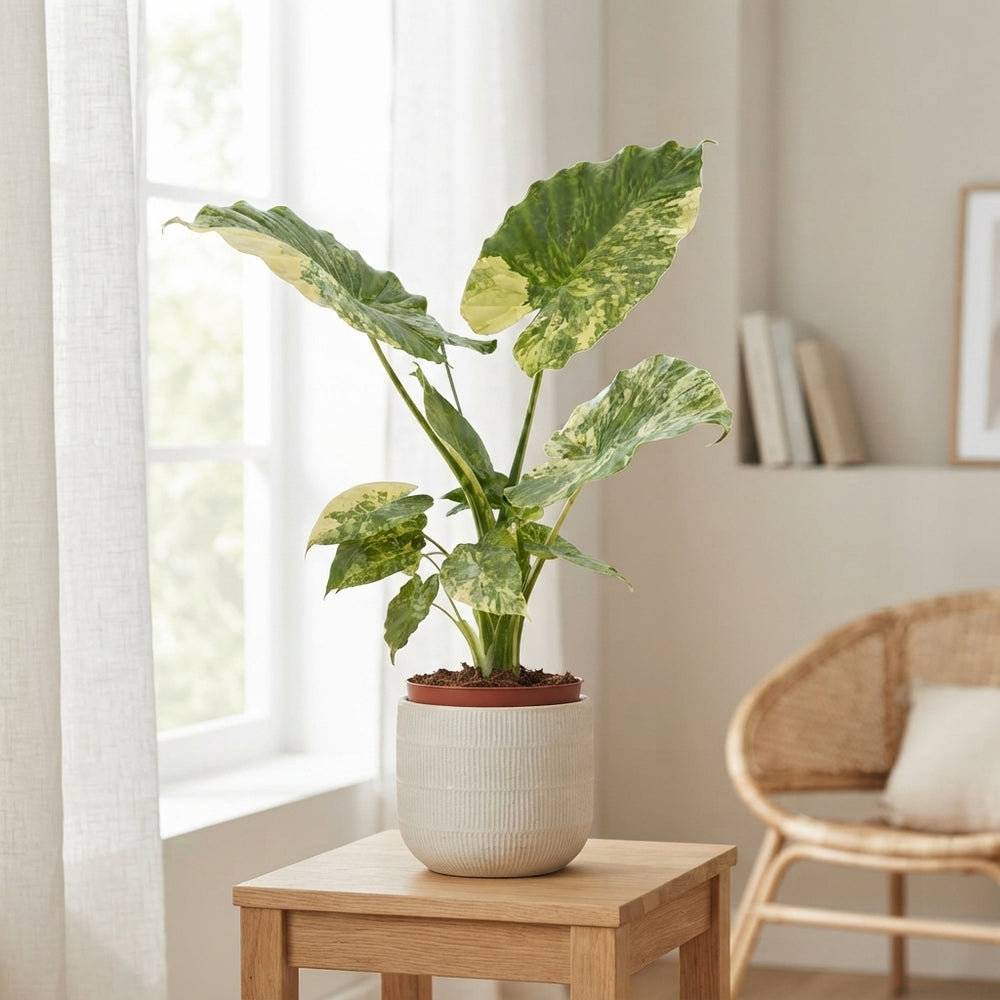 Variegated Elephant Ear (Alocasia odora) – 19cm Pot