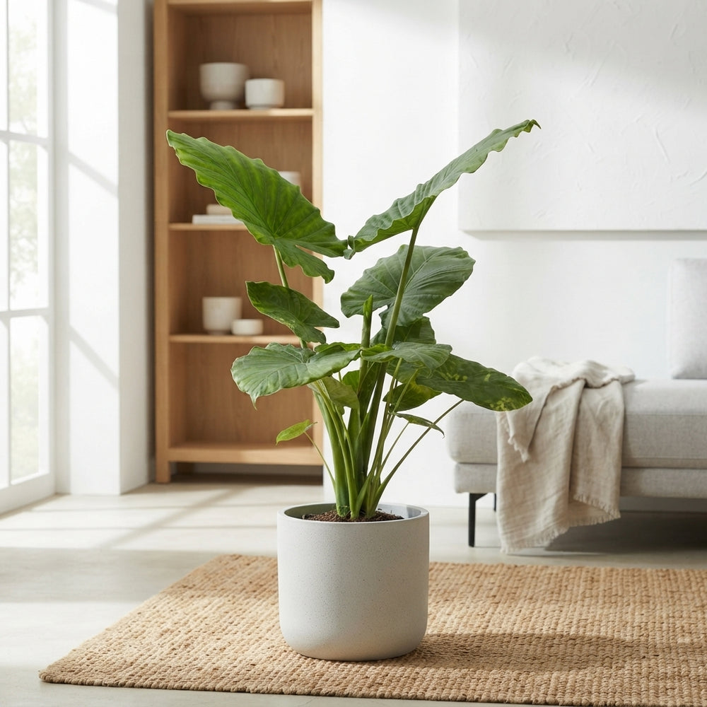 Alocasia Odora Green – 19cm Pot, Approx. 100cm