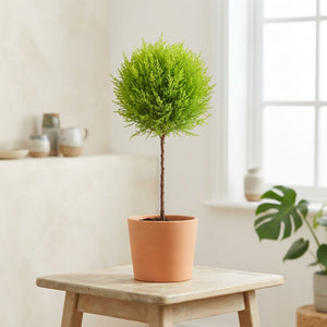 Goldcrest Cypress (Cupressus macrocarpa) – 17cm Pot